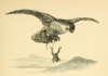 rana-et-mus_3677124954_o