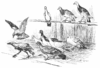 caldecott_023