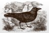 western-jackdaw-coloeus-monedula-side-view-standing-ground-front-ruined-church-buildings-western-jackdaw-coloeus-194531244