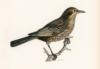 Blackbird illustration