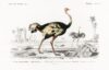 Ostrich colour illustration-id-325067-jpeg