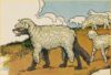 Wolf-in-Sheeps-Clothing