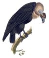 old vulture illustration