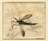 Mosquito (Hans Hoffman)