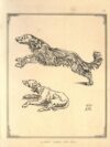 Two dogs (Durer)
