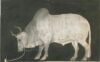 Buffalo (rare books society of India)