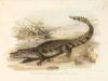 kaiman (crocodile)