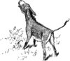 Donkey Braying