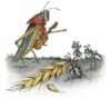 the-ants-and-the-grasshopper