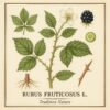 Rubus fructicosus