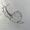 Snail on the move (RP)