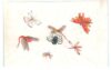 Spider and captured insects (Chinese)