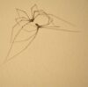 Spider and its shadow